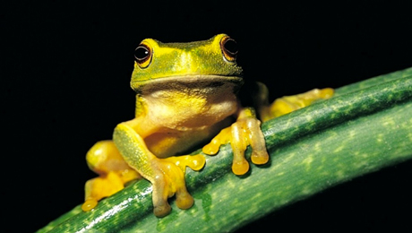 frog